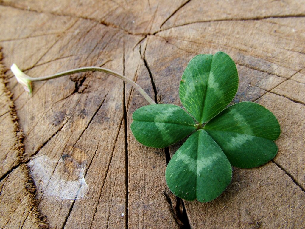 four leaf clover laying on piece of wood